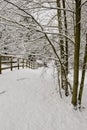 Snow corral and trees