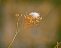 Nearly Melted Snow on Rabbitbrush