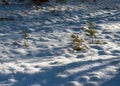 Snow cover the ground, snow texture, shadows on the snow, plants under the snow, winter