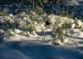 Snow cover the ground, snow texture, shadows on the snow, plants under the snow, winter