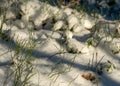 Snow cover the ground, snow texture, shadows on the snow, plants under the snow, winter