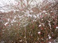 snow cover red berry bush and brown branches tree outside winter Royalty Free Stock Photo