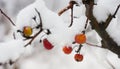 snow covered  apple hanging from a tree. Other trees in the background. Snow on the apple Royalty Free Stock Photo