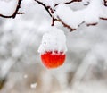 snow covered  apple hanging from a tree. Other trees in the background. Snow on the apple Royalty Free Stock Photo