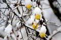 snow covered  apple hanging from a tree. Other trees in the background. Snow on the apple Royalty Free Stock Photo