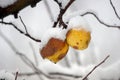 snow covered  apple hanging from a tree. Other trees in the background. Snow on the apple Royalty Free Stock Photo