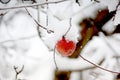 snow covered  apple hanging from a tree. Other trees in the background. Snow on the apple Royalty Free Stock Photo