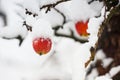 snow covered  apple hanging from a tree. Other trees in the background. Snow on the apple Royalty Free Stock Photo