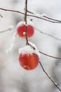 snow covered  apple hanging from a tree. Other trees in the background. Snow on the apple Royalty Free Stock Photo
