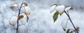 A snow-covered apple tree branch with yellow leaves in winter during a snowfall Royalty Free Stock Photo