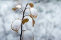 A snow-covered apple tree branch with yellow leaves in winter after a snowstorm Royalty Free Stock Photo