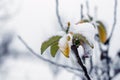 Snow-covered apple tree branches with dry leaves in the winter garden Royalty Free Stock Photo