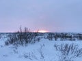 Arctic tundra sunset in winter snow and shrubs