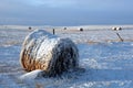 Snow Covered Bale in Field