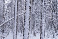 Snow covered Balsam Fir, Abies balsamea, Feris Lake Wild Forest Area, Adirondack Forest Preserve, New York, USA