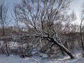 Snow covered bare bending deciduous tree in the background of other leafless trees and bushes in winter. Landscape of Lithuania Royalty Free Stock Photo