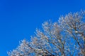 snow covered bare foliar tree branches on clear blue sky background with direct sunlight Royalty Free Stock Photo