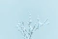 Snow-covered bare tree branches against soft blue winter sky, minimal background Royalty Free Stock Photo