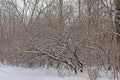 Snow covered bare tree branches texture, selective focus Royalty Free Stock Photo