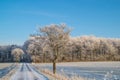 Snow covered bare tree on the side of a road Royalty Free Stock Photo