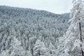 Snow covered beautiful forest in mountains