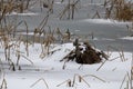 Snow-covered beaver den on the Mississippi River