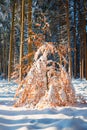 snow covered beech tree with brown leaves in the winter forest Royalty Free Stock Photo