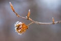 Snow covered beechnut spiky shell on a branch, zoomed in macro view, on a blurred background