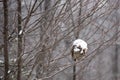 Snow covered beehive hanging from a tree Royalty Free Stock Photo