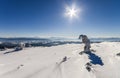 Snow covered bent little pine tree in winter mountains. Arctic l Royalty Free Stock Photo