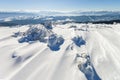 Snow covered bent little pine tree in winter mountains. Arctic l Royalty Free Stock Photo