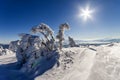 Snow covered bent little pine tree in winter mountains. Arctic l Royalty Free Stock Photo