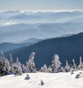 Snow covered bent little pine trees in winter mountains. Arctic Royalty Free Stock Photo