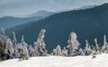 Snow covered bent little pine trees in winter mountains. Arctic Royalty Free Stock Photo