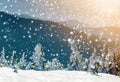 Snow covered bent little pine trees in winter mountains. Arctic Royalty Free Stock Photo