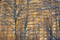 Snow covered birch branches against house backgrou Royalty Free Stock Photo