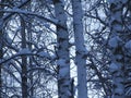 White trunks and branches of birch trees in the snow. Birches against the blue sky in the winter Royalty Free Stock Photo