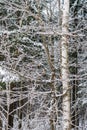 Snow-covered birch branches closeup in winter forest Royalty Free Stock Photo