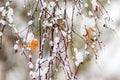 Snow-covered birch branches with the last dry leaves_ Royalty Free Stock Photo