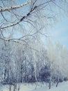 Snow-covered birch branches Royalty Free Stock Photo