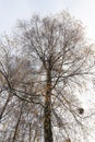 snow-covered birch branches with yellow leaves Royalty Free Stock Photo