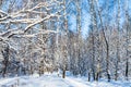 snow-covered birch grove in forest in sunny day