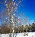Snow-covered birch grove on a winter sunny day in Riga, Latvia Royalty Free Stock Photo