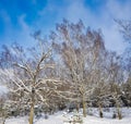 Snow-covered birch grove on a winter sunny day Royalty Free Stock Photo