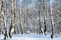 snow-covered birch grove in woods in sunny day