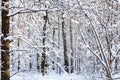 snow-covered birch and pine trees in sunny day Royalty Free Stock Photo