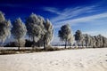 Snow covered birch trees Royalty Free Stock Photo