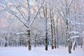 Snow covered birch trees.City park in Lithuania