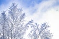 Snow-covered birch trees in other. View from front Royalty Free Stock Photo