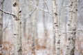 snow covered birch trees in the winter Royalty Free Stock Photo